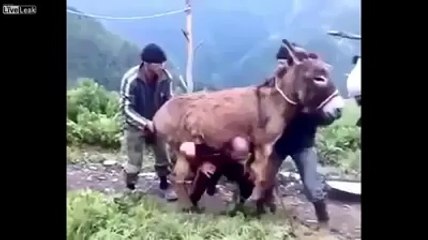 lucky donkey guys lift him up.