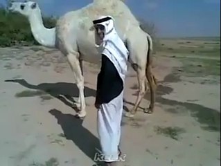 make fun with camel.