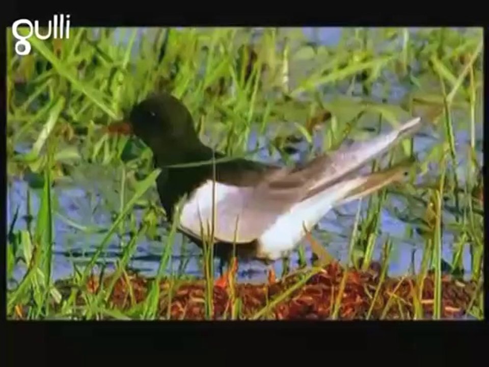 GULLIMAG SPECIAL LES ENFANTS POUR LA PLANETE