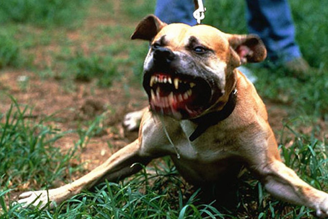 Rap Rock Beat with Electric Guitar "The Dog" - Anno Domini Beats