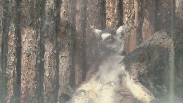 кошачий лемур