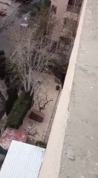 Un Chat se prend pour Spider-man... Gros FAIL du haut du bâtiment!