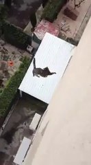 Cat falling from the top of a building. Crazy!