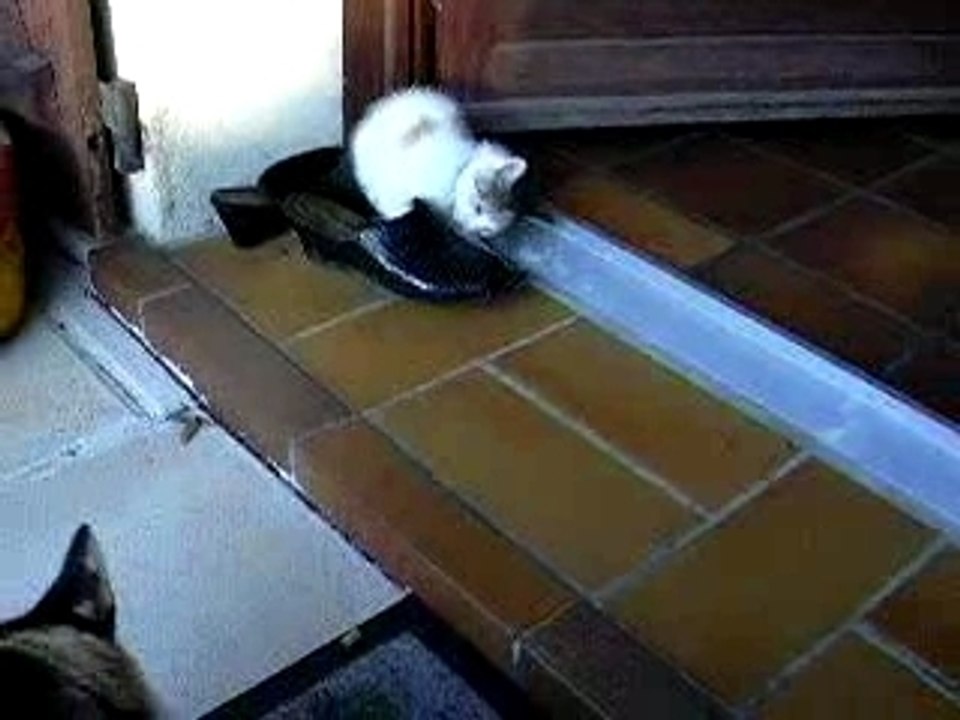 Dodosusson la curieuse