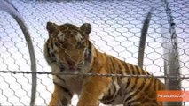 Zoo Builds Passageway For Lions and Tigers to Roam Outside Their Exhibits