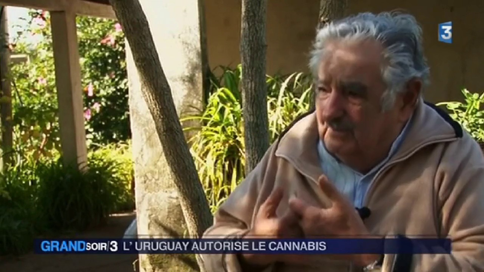 ⁣L'Uruguay autorise le cannabis