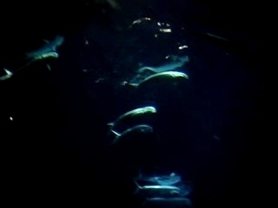 gros poissons