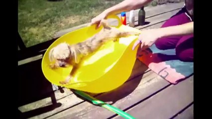 Dog Hates Bath Time