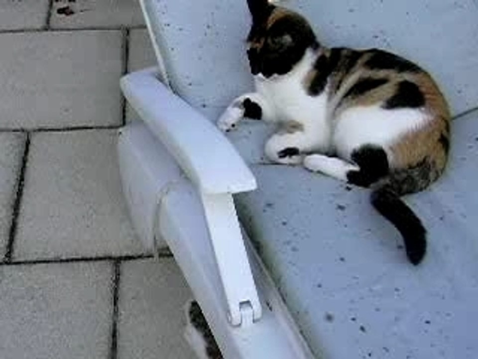 Dodosusson est sans arrêt en mouvement