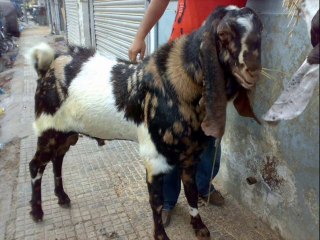 Bakra qurbani ka Bukhar nahe utar raha Dr.Ashraf Sahibzada