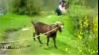 Videos de Risa - Cabras Gritando (tepillao.com)