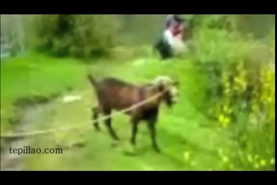 Videos de Risa - Cabras Gritando (tepillao.com)