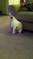 Bu köpekte müzik kulağı var..