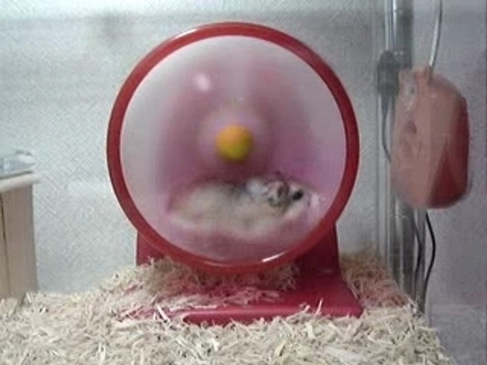 Hamster-roue