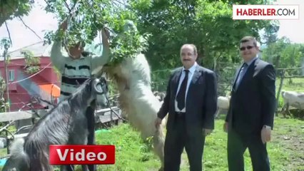 Halep Keçisi Yetiştiriciliği Kazandırıyor