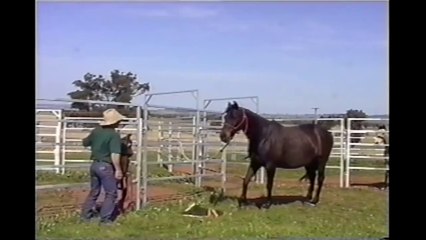 Stubborn Horse Doesn't Like His Saddle