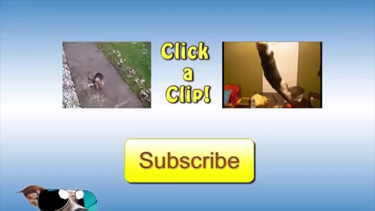 Angry Birds Compilation