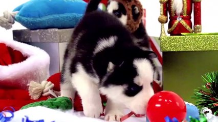 Husky Puppies Winter Wonderland