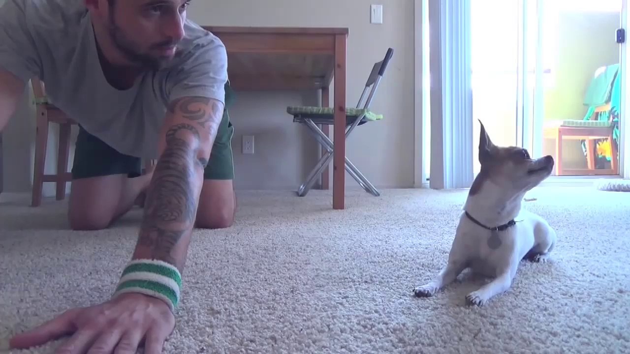 Lezioni di Yoga con un Chihuahua