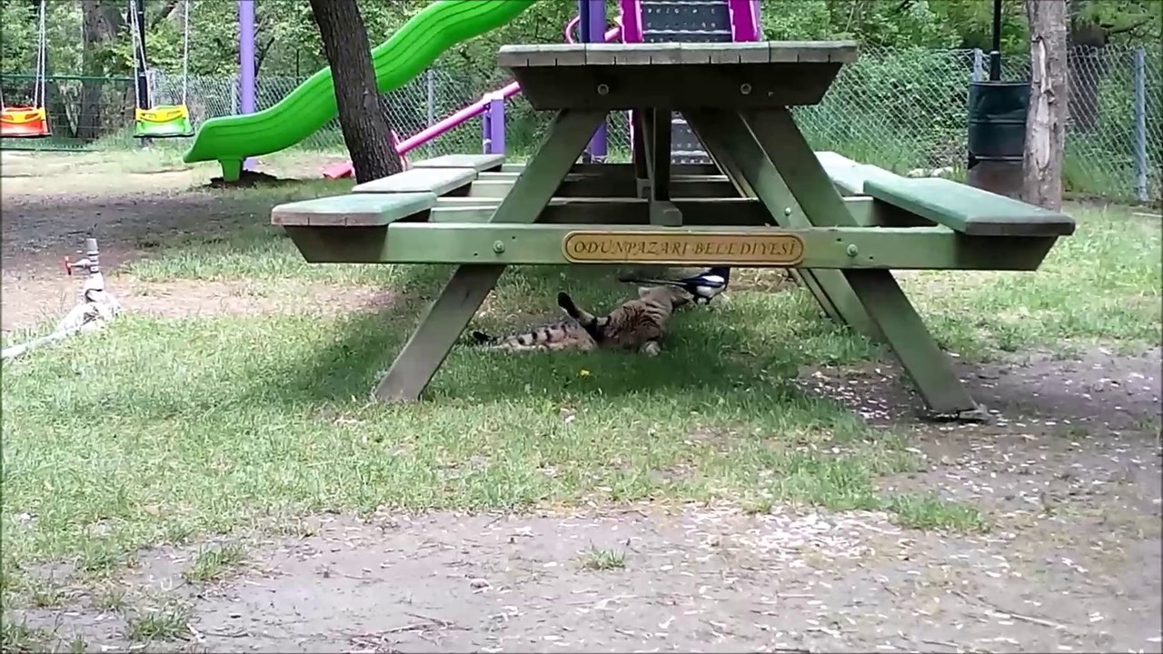 Kedinin Saksağan İle İmtihanı