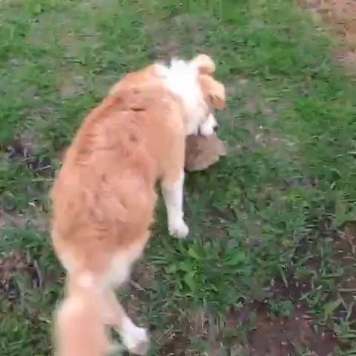 Dog play