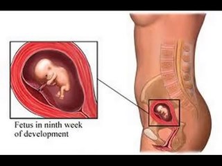9 weeks Pregnant -fetal development