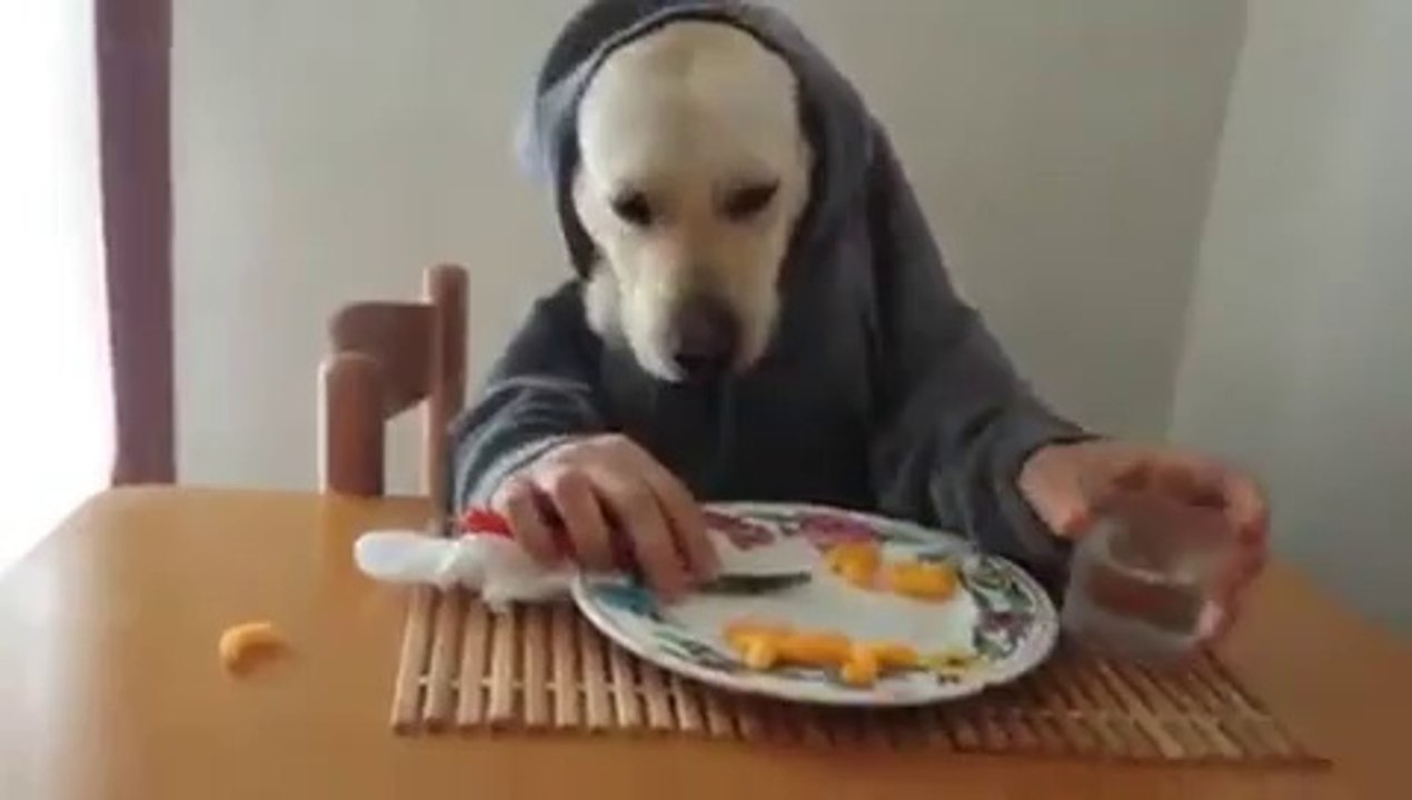 Il cane che mangia a tavola