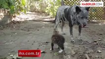 Engelli Kedi Yavrusunun En İyi Arkadaşı Köpek