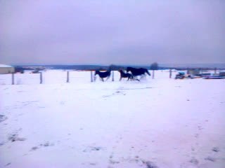 Galop dans la neige