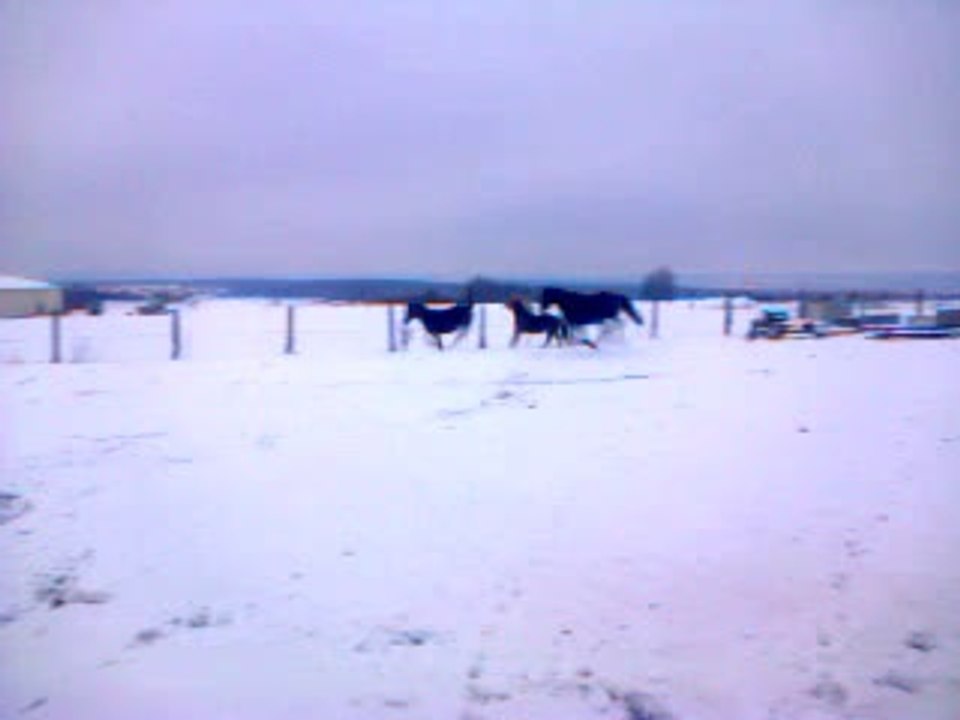 Galop dans la neige