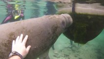 Snorkling with Manatees, Crystal River FL