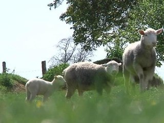 Loup confirmé dans la Meuse : une quinzaine d'attaques recensées 🐺