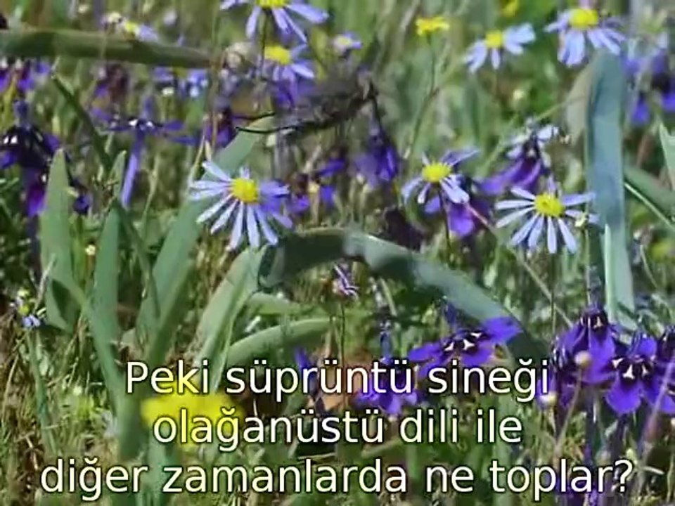 The Private Life of Plants - Flowering