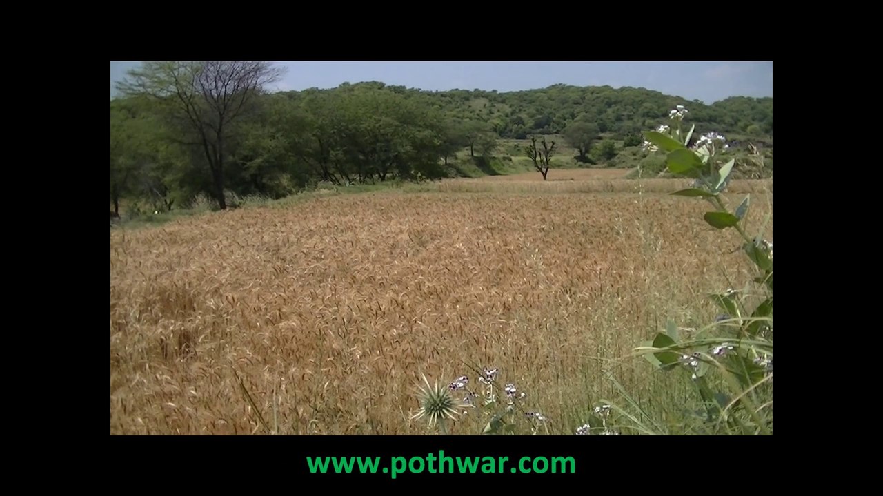 poetry pothwari