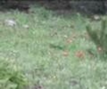 Bu laleleri koparan binlerce lira ceza ödeyecek