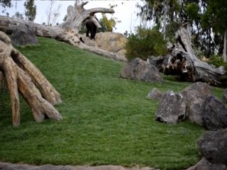 Gorillas (Equatorial forest - Bioparc Valencia)