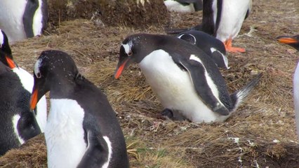 Penguin Chick Crawling Out of its Egg