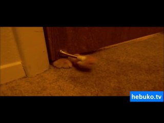 içeri alınmak için her türlü yolu deneyen kedi - hem de sabahın köründe!