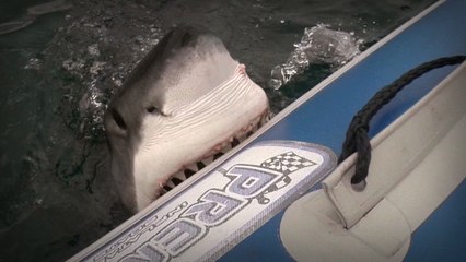 Shark Attack: Great White Bites Inflatable Boat