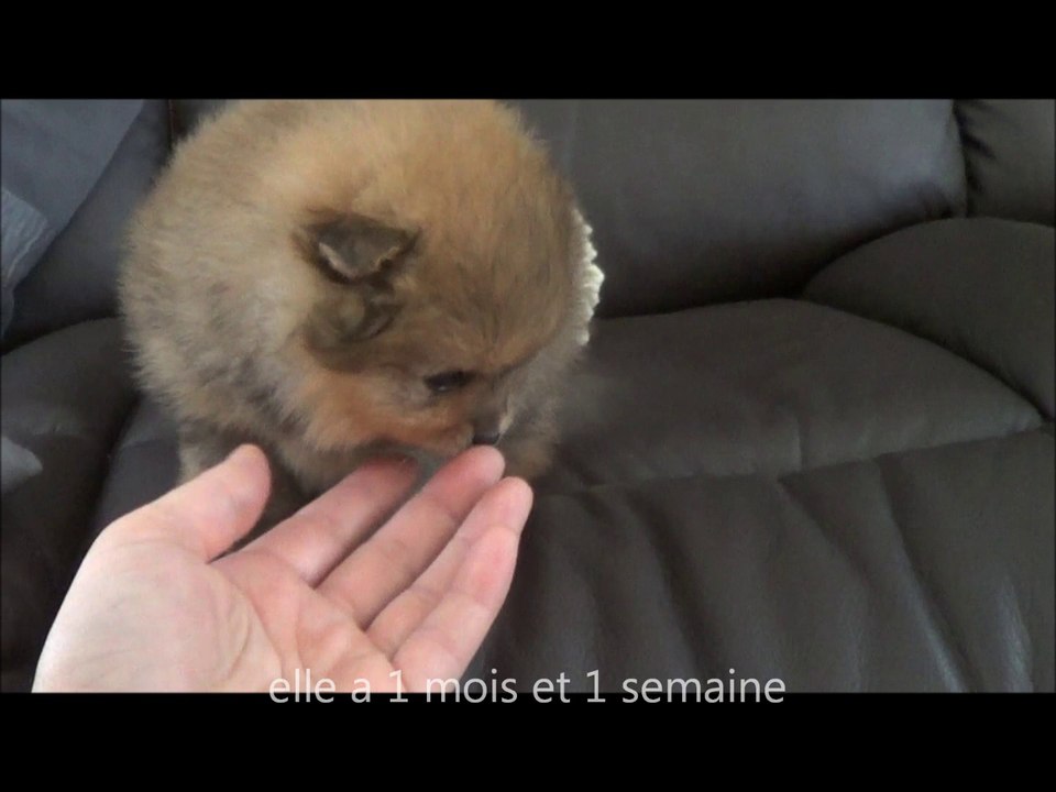 chiot poméranien nain orange 1 mois et 1 semaine