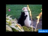 köpeğe masaj yapan kedi - köpek de hiç oralı olmuyor yalnız :)
