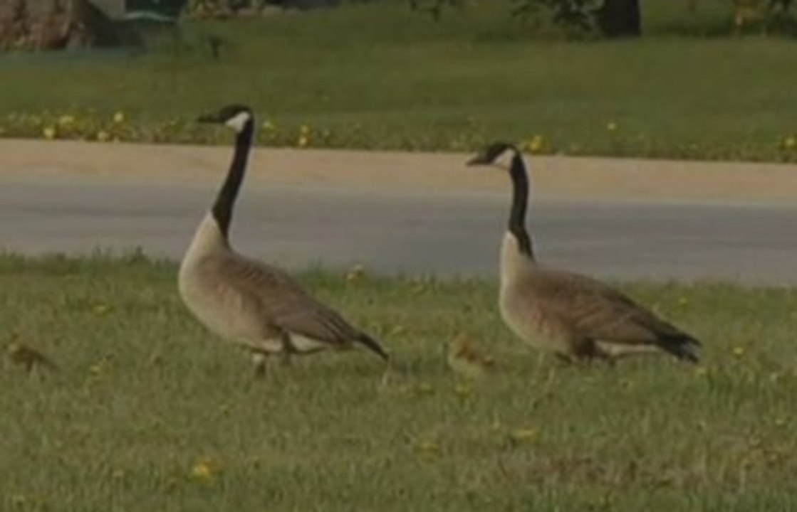 Etats-Unis : la police escorte des oies sur l'autoroute - ZAPPING ACTU HEBDO DU 10/05/2014