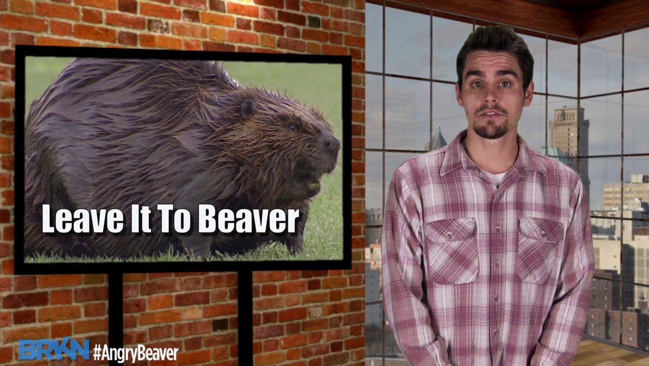 Angry Beaver Causes Panic, Delays Traffic
