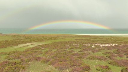Gentoo Penguins at the End of the Rainbow