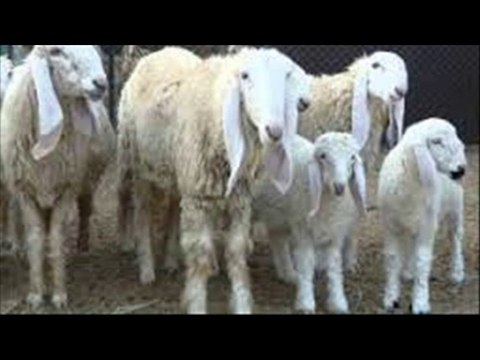 Qurbaani k chhatray bakray farba karnay ka tareeqa part 2 Dr.Ashraf Sahibzada
