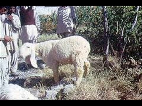 QURBANI K LIYE CHHATRY BAKRAY HAFAZTI TEEKAY SCHEDULE DR.ASHRAF SAHIBZADA