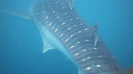 requin baleine djibouti