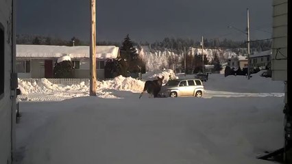 Baby Moose Gets Stuck