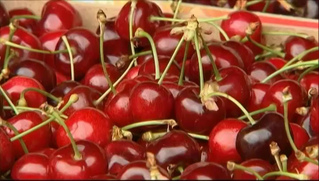 Les cerises arrivent avec une quinzaine de jours d'avance et le goût est au rendez-vous