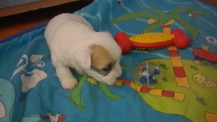 les chiots qui marchent